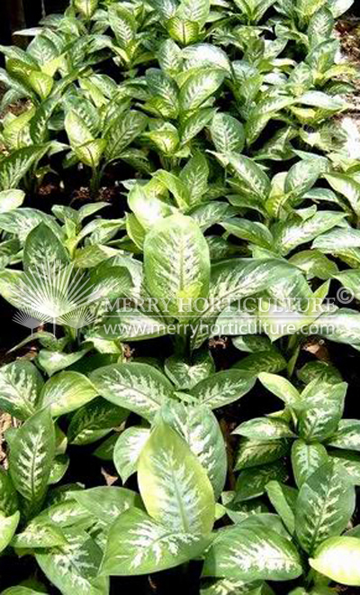 Dieffenbachia amonea 'Tropic Snow'